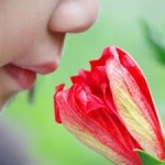 فصل دوازدهم:آداب بوییدن گل